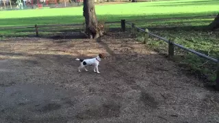 Jack Russell hunting squirrels