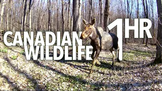 Peaceful Wildlife - One hour of relaxing Canadian fauna on trail cameras (original audio)