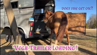 Vega the Sulphur Mustang-First Trailer Loading Session (horse trailer loading with connection)