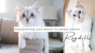 10 Things To Know About Owning A RAGDOLL Kitten / Cat