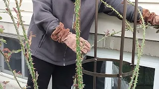 Training Climbing Rose on an Obelisk //First Attempt🌹😅