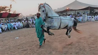 Unbelievable Horse Dance at Jhung in Pakistan 2022 @HorseDanceClubOfficial