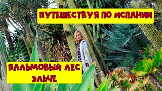 Испания Эльче, город пальм | Больше всего пальм в Европе - городок Эльче | Прогулка по Испании