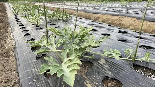 【スイカの育て方・栽培方法】失敗しない育て方（親づる摘心〜子づる４本仕立ての紹介）23/6/21