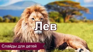 Лев. Слайды для детей. МСЦ ЕХБ