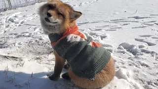 Finnegan Fox in his Christmas sweater 😍