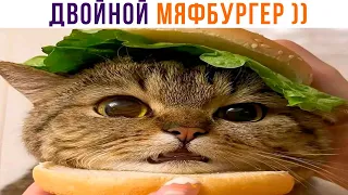 КУСЬНА И ТОЧКА! ))) Приколы с котами | Мемозг 1099