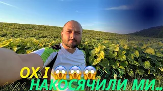 Косяки на наших полях😱😱Ох і багато їх цього року‼️