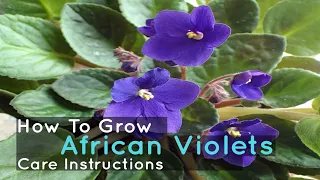 How To Grow African Violets - Care Instructions