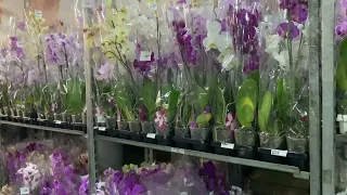 Москва Распродажа Орхидей в JMP FLOWERS от 150р