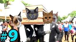 Coffin Dance Meme: Dog and Cat Meme Compilation 2021 #9