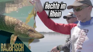 Wobbel-Tricks für Rhein-Hechte