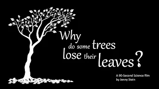 90 Second Science - Why do some trees lose their leaves?