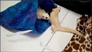 How to Introduce Sugar Gliders