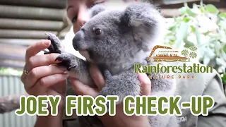 Koala Joey First Check-up | Rainforestation Nature Park | Kuranda | Queensland