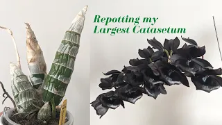 Repotting My Largest Catasetum Orchid | Late Dormancy & Deformed Blooms - Millennium Magic
