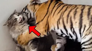 A mother cat adopts a tiger cub. Years later, the unbelievable happened!