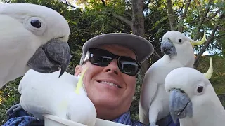 Last of the cheeky beakies of the day. Parroting on with wild cockatoos