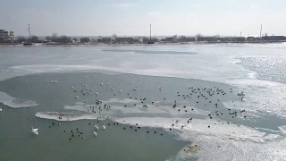 Лебеди и утки в замерзшем море. Бердянск 5 марта 2018 года.