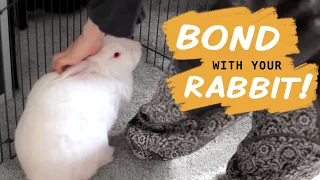 10 Ways to Bond With Your New Rabbit