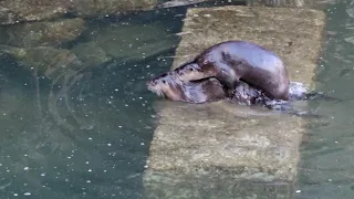 Otters Mating And Playing