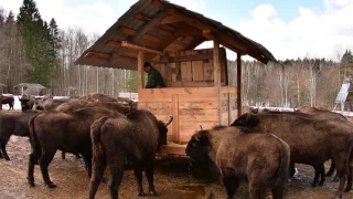 Зубры в заповеднике "Калужские засеки"