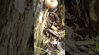 Деньги под ногами #mushroom #вишневский #грибы #идеи