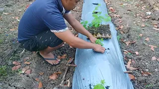 Planting to Harvesting Ampalaya.