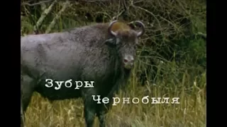 Chernobyl jungle. 20 years without a man ... Part 4 [Bisons of Chernobyl]