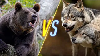 Bear VS Wolves