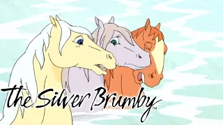 The Silver Brumby - Swimming to Safety | Full Episode | Videos For Kids | Videos For Kids