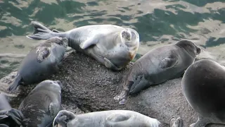 Baikal seal (байкальская нерпа)