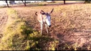 donkey eating grass