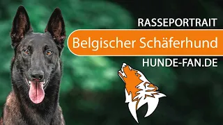 ► Belgischer Schäferhund - Malinois [2018] Rasse, Aussehen & Charakter