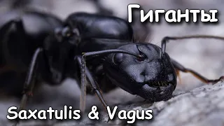 Гиганты среди муравьёв | Camponotus Saxatilis & Vagus | Колония с нуля