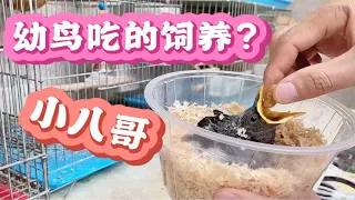 八哥幼鸟吃什么？看看阿成是怎么喂的，你学废了吗？