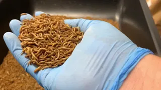 Sorting Mealworms by Size