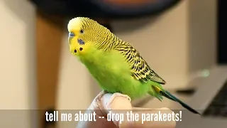 Amazing talking parakeet (Kiwi) learning new phrase: "Drop the beat!"  [captioned]