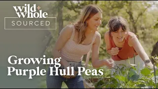 Growing Purple Hull Peas | Wild + Whole Sourced