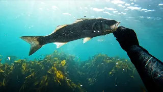 Lobster foraging and Spearfishing in Cornwall