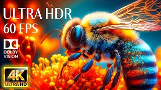 4K HDR 60fps Dolby Vision with Animal Sounds & Relaxing Music (Colorful Dynamic) #23