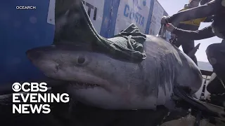 Great white sharks tracked off the Carolina coast