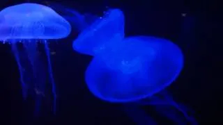 Beautiful Moon JellyFish at the Georgia Aquarium Changing Colors