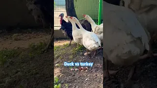 Duck vs turkey..hows the looks? #youtubeshorts #duck #turkey #funny