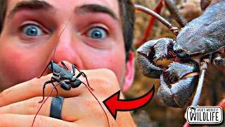 They SPRAY ACID! WHAT Is This THING?! Ft. @ArthropodAntics