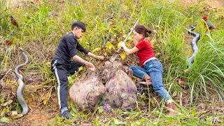 60 Days Harvesting CU TU ( YAM ) - A type of tuber found in the deep forest Goes to the market sell