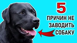 5 ПРИЧИН НЕ ЗАВОДИТЬ СОБАКУ