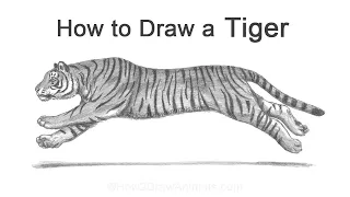 How to Draw a Tiger (Running)