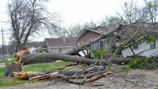 Dangerous Idiots Tree Felling Fails Compilation With Chainsaw, Removal Fails Tree Falling On Houses