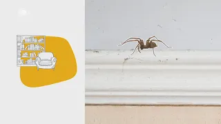 Deshalb seht ihr gerade mehr Spinnen im Haus - logo! erklärt - ZDFtivi